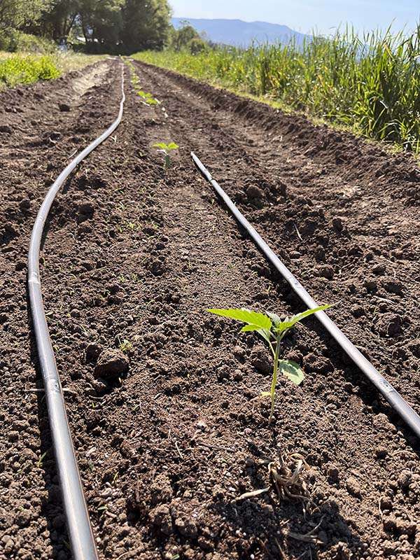 2022 planting hemp flower