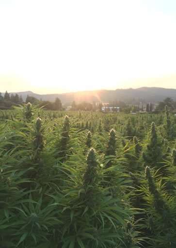 hemp lotion