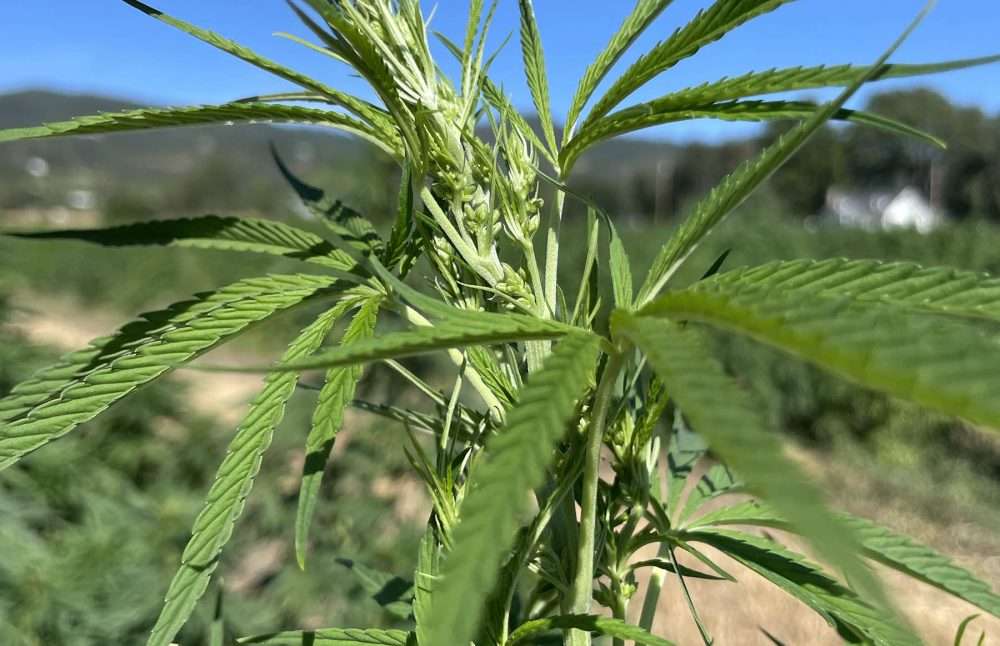 hemp flower male