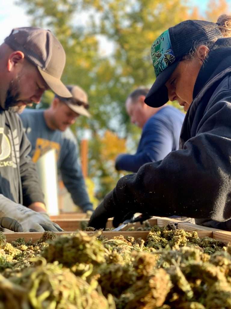 horn creek hemp team members sorting plant material