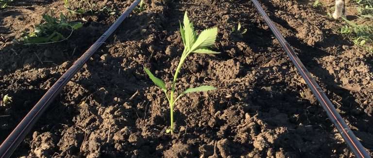 Loam Soil