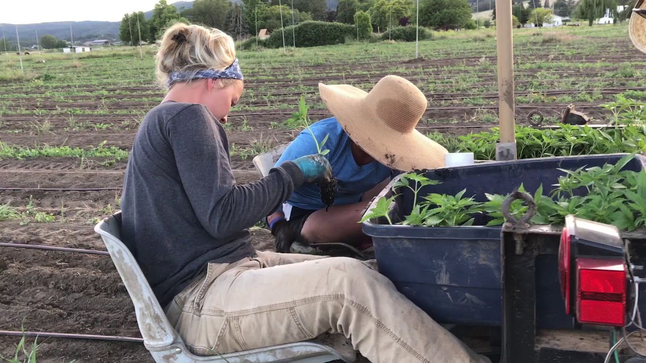 hemp planter farm