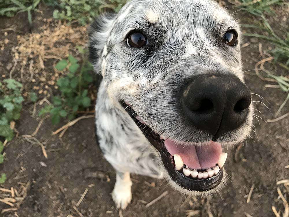 CBD for pet